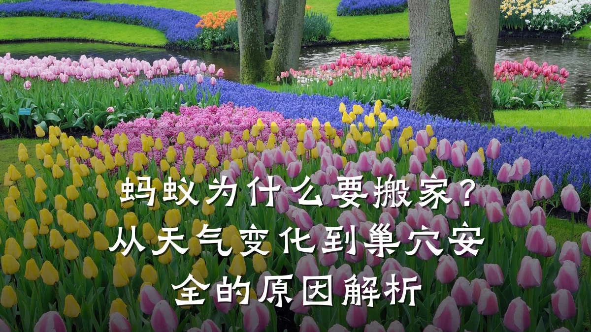 蚂蚁为什么要搬家？从天气变化到巢穴安全的原因解析