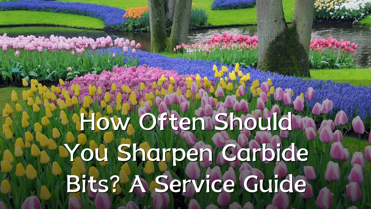How Often Should You Sharpen Carbide Bits? A Service Guide