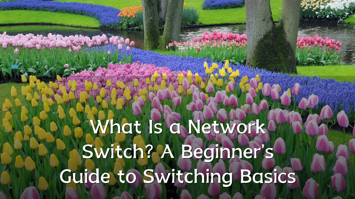 What Is a Network Switch? A Beginner's Guide to Switching Basics