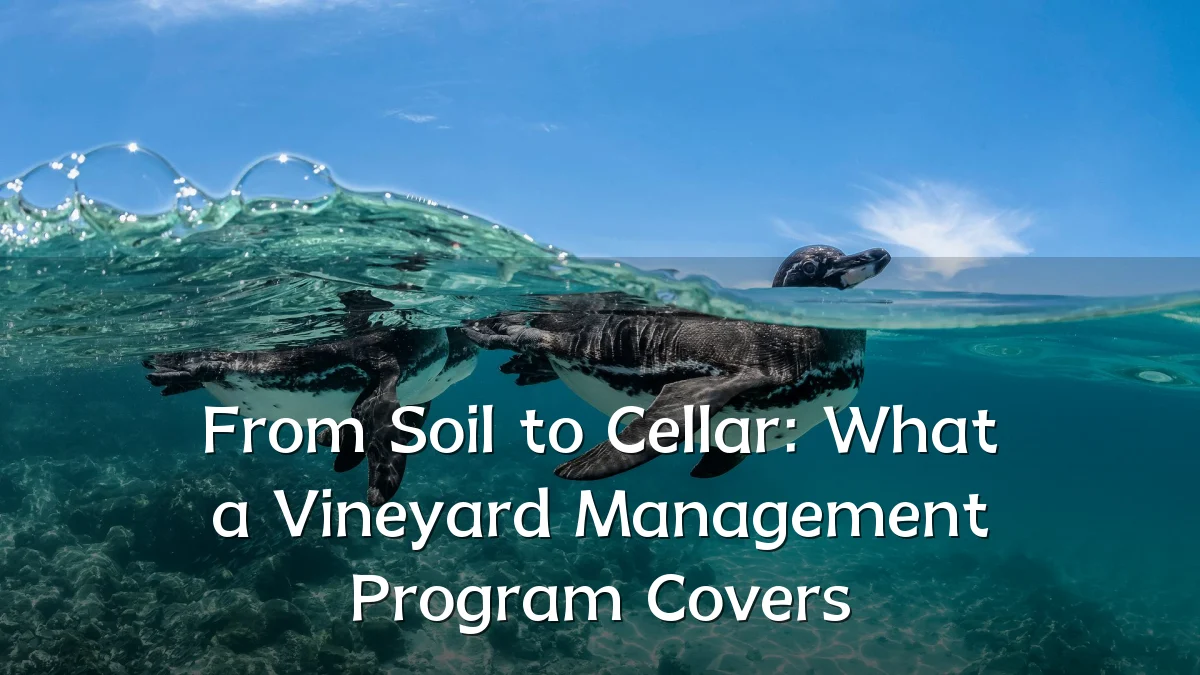 From Soil to Cellar: What a Vineyard Management Program Covers